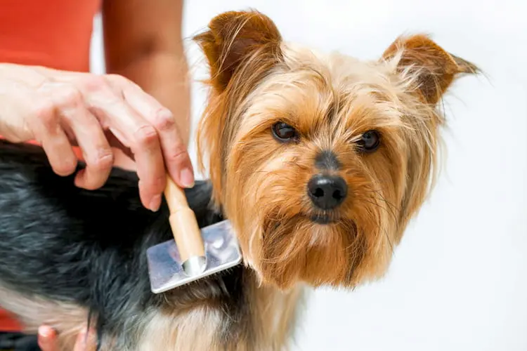 Best dog brush for yorkshire terrier store